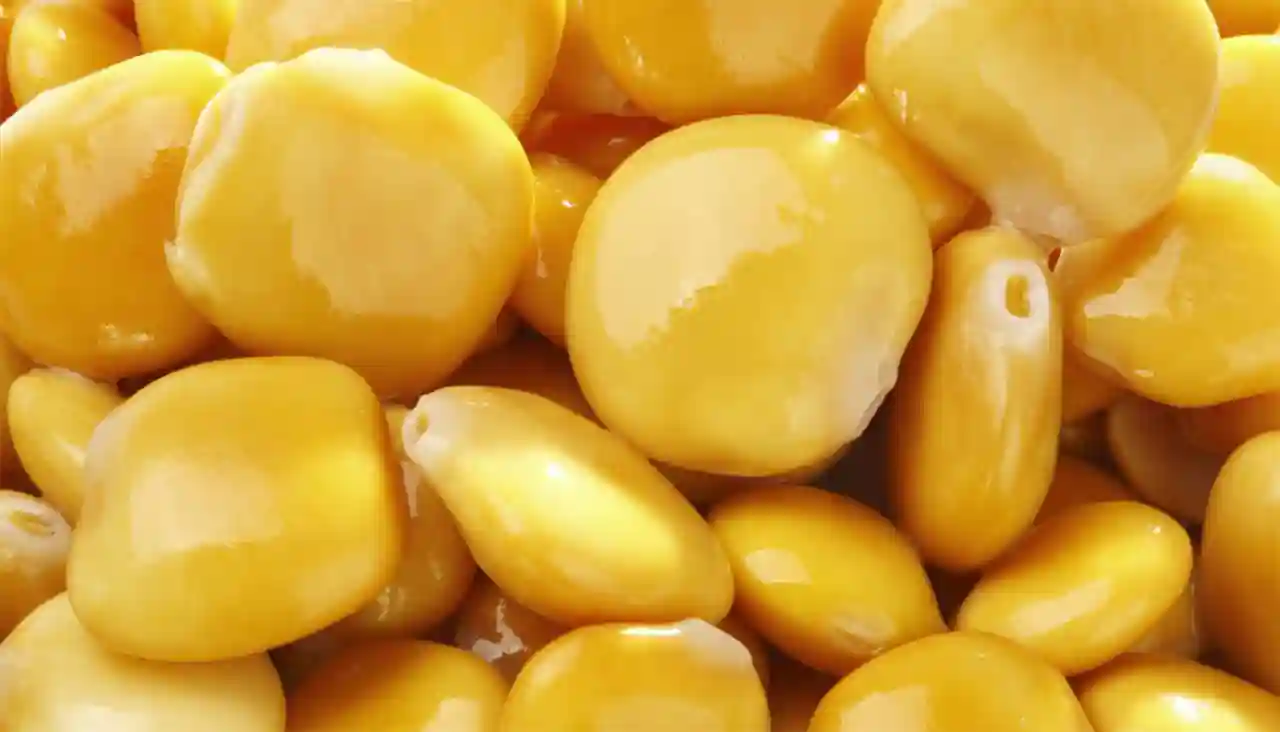 Altramuces